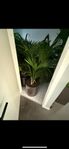 planta + kruka 