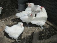 Poule de Bresse kycklingar - höns 