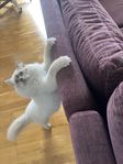 Ragdall katt