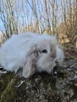 teddy vädur 
