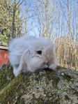 teddy vädur