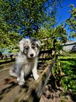 Bordercollie valpar med utställnings gener