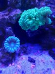 230l saltvattensakvarium