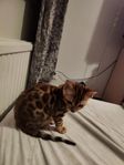 Renrasig bengal