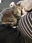 mysig katt 