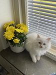 Söta Ragdoll karttungar- Vi erbjuder hemleverans