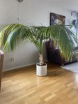 Palm Howea Forsteriana