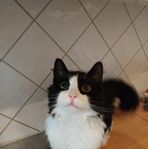 fint katten, hane,halv shirazi halv ragdol