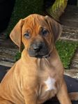 Rhodesian ridgeback