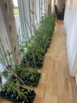 Tomatplantor