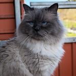 Sibirisk hane med stamtavla