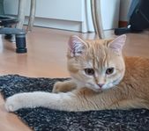 Brittisk korthårig  stamtavla, hankatt kastrerad. 