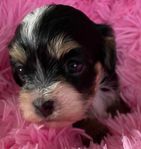 Bichon Havanais valpar reg i SKK