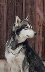 alsakan malamute 