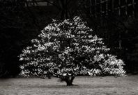 Print 70x100 ”Tokyo Tree in Bloom”
