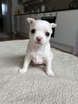 chihuahua valp