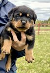 QADDOC - Rottweiler hanvalp letar efter sin familj