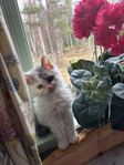 Kattunge 