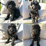 labradoodle valpar (flyttklara)