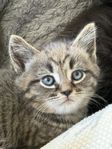 Kattungar, Main Coon blandning