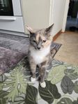 Gosig Katt