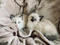 Ragdoll kattungar