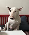 Bullterrier hane 2 år