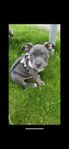 underbar Bully valp 