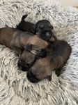 Borderterrier valpar 