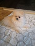 Pomeranian tik till salu