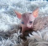 Sphynx kattunge med SVERAK-stamtavla 