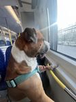 hund på 1 år 