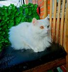 Omplacering katter Luna och Aslan 