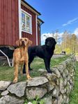 Jaktlabrador / Labrador valpar