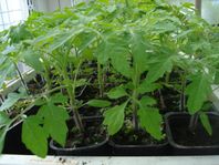 Tomatplantor Ambrosia Orange supersöta
