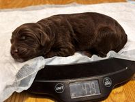 Labradoodle valpar 1gen lev klar v 27 