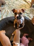 valp Amstaff/bully xl 