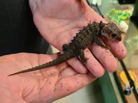 Rödögd krokodikskink