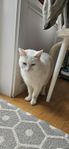 Överlåtes vit hankatt