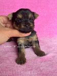 yorkshireterrier regg i skk 