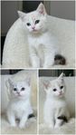 ragdoll blandis kattungar
