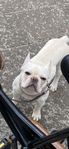 Fransk bulldog