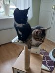 3 kattungar