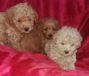Maltipoo valpar