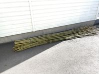 Pil (Salix)