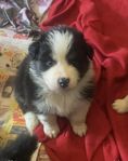 Australian Shepard valpar 