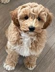 Hundvalp Pudel/Cockermix