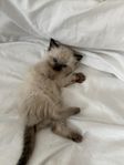 Ragdoll kattungar