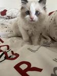 Ragdoll kattunge