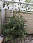 Kungsgran i kruka 125 cm hög
